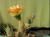 1207 Tephrocactus rauppianus M1372 DSCN0574